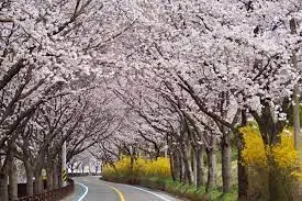 2024년 벚꽃 개화시기 및 벚꽃 명소 BSET 10