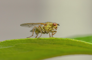 여름철 벌레 퇴치 방법