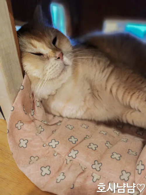 하남 냥이툰 고양이 통통한 매력