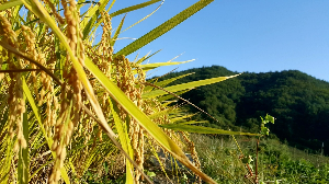 추석사진6