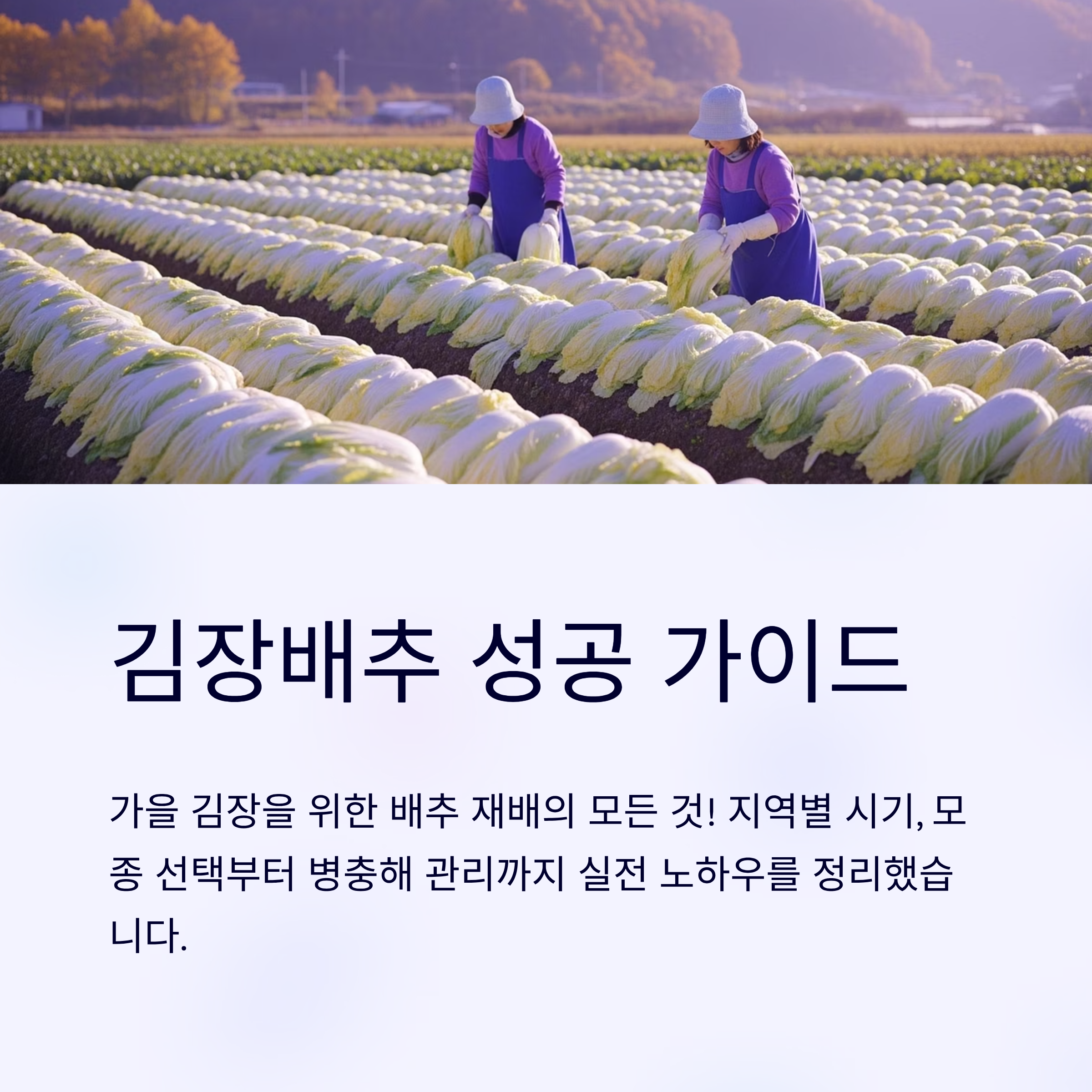 배추모종 심는 타이밍 3