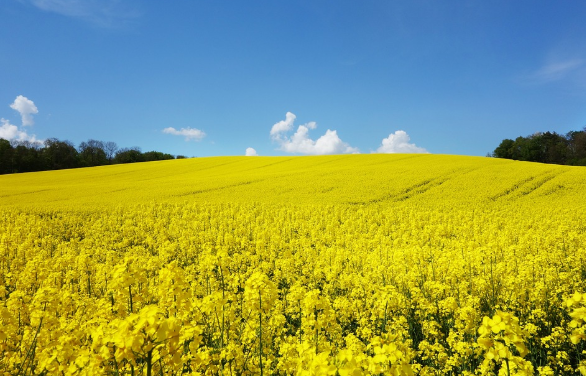 제주도 유채꽃과 하늘
