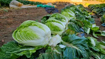 김장 배추 재배 파종 모종 웃거름 결구 수확 타이밍_8