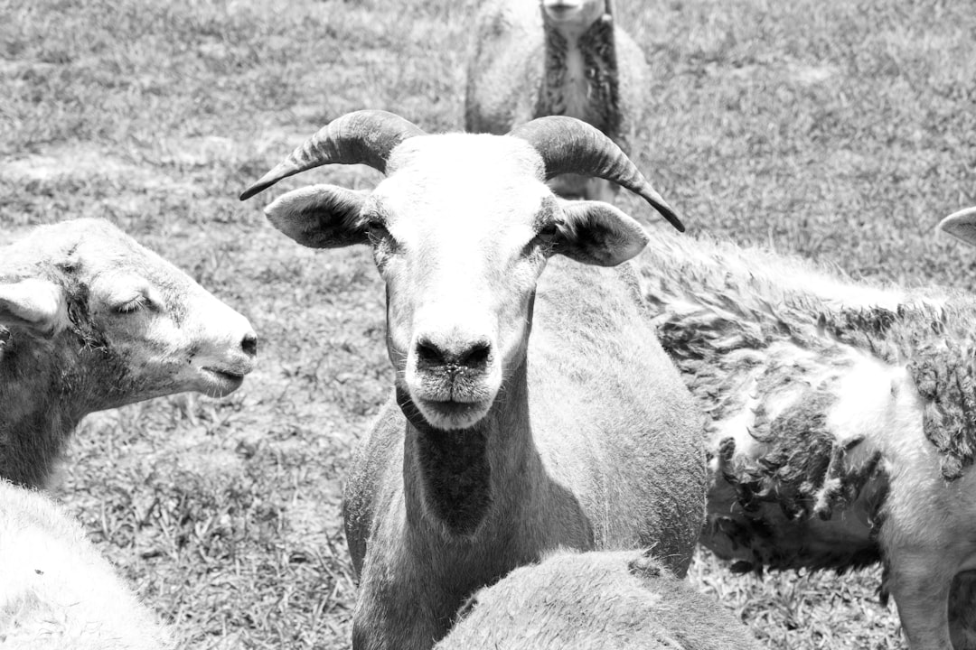 Black goat.