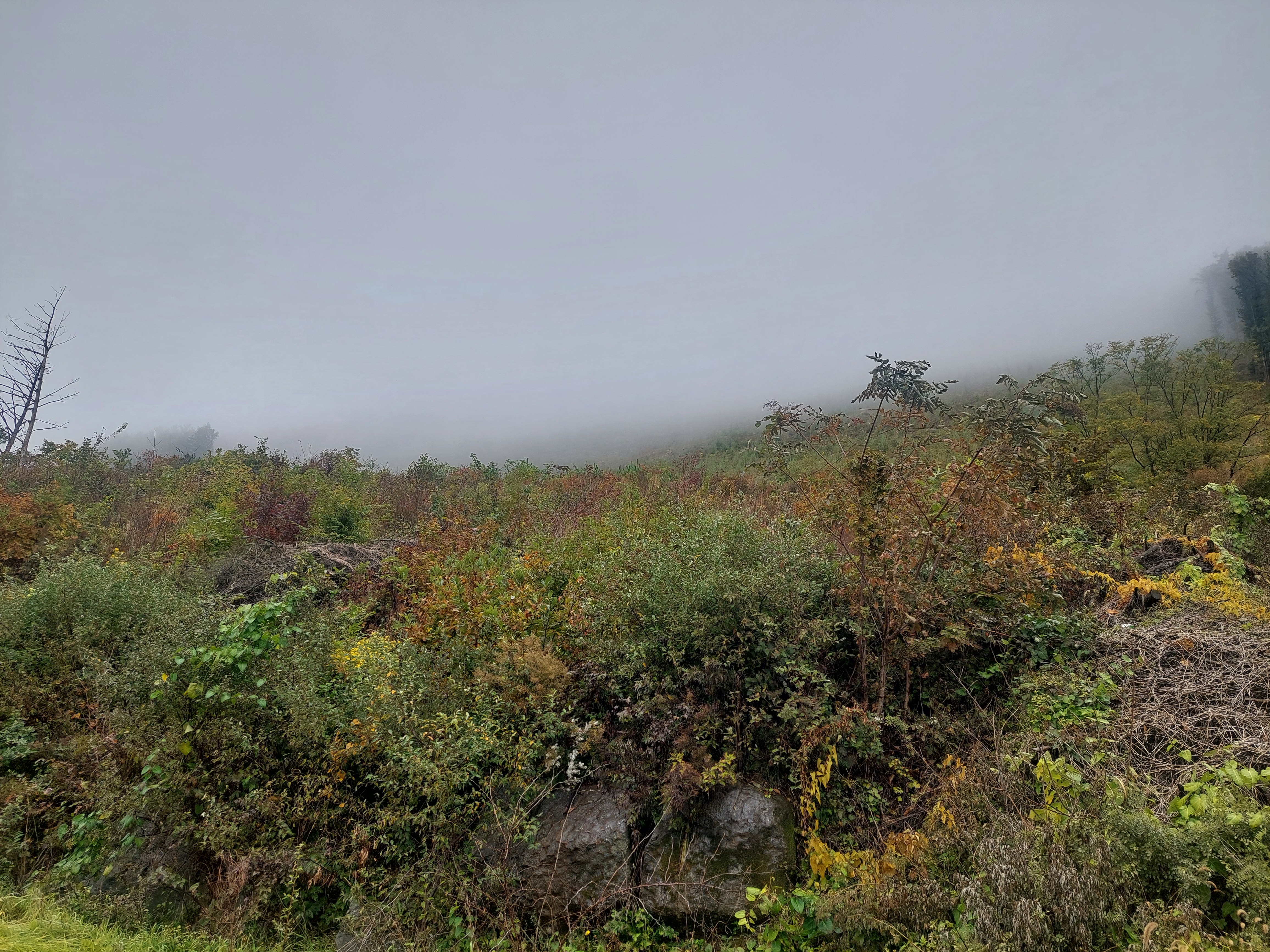 민둥산
