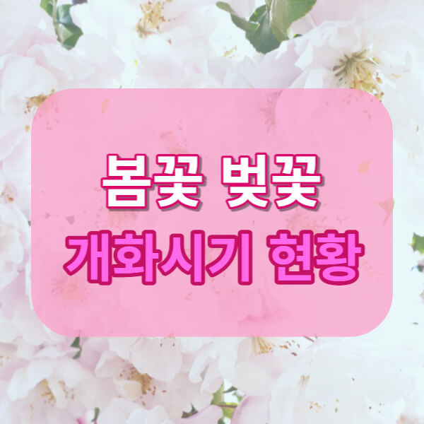 봄꽃벚꽃개화시기 썸네일