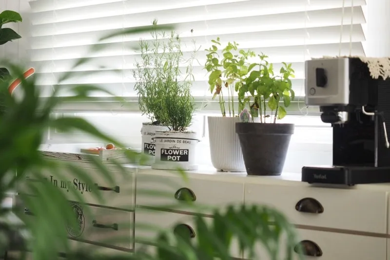 주방 허브 키우기 물주기 수확관리 세척보관 어르신도 간단 실천_7