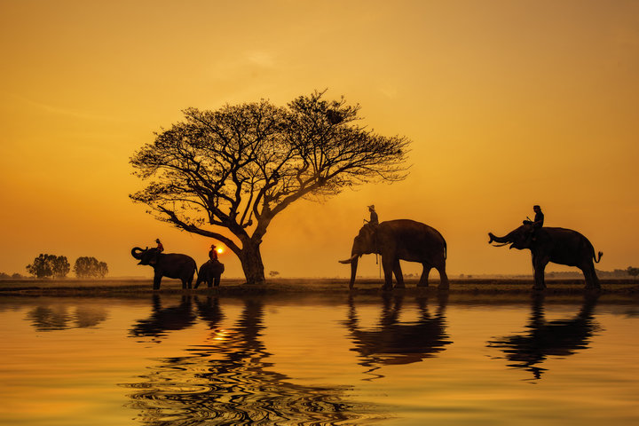 코끼리 꿈 해몽 [ 코끼리 매달리는 꿈&amp;#44; 코끼리 본 꿈&amp;#44; 코끼리 타는 꿈 등] 