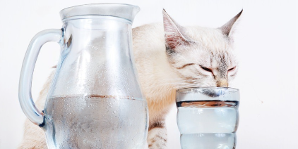 물을 마시는 고양이.