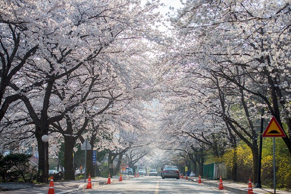 2025 계룡산 벚꽃축제 동학사 벚꽃 명소 여행 가이드