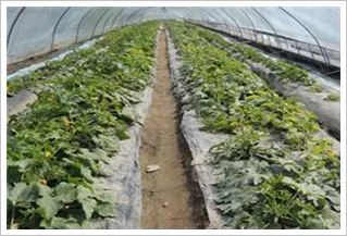 주키니 재배 모종 활착 순치기 수확 타이밍_2