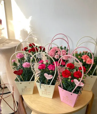 카네이션 화분 키우는 방법 생화 꽃바구니 관리_19