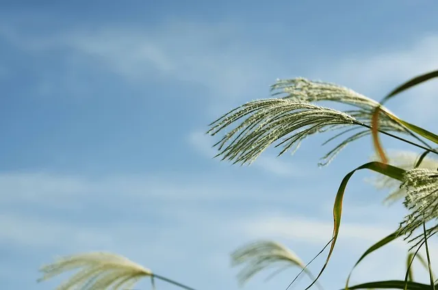 서울 억새축제 2025 일정위치 총정리로 안내_1
