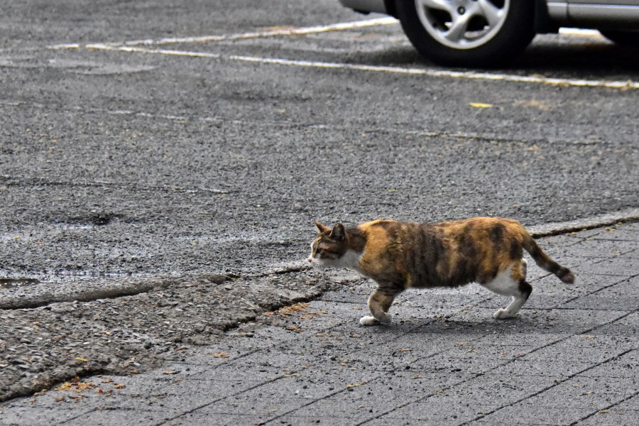부산시 수영동 주차장 고양이