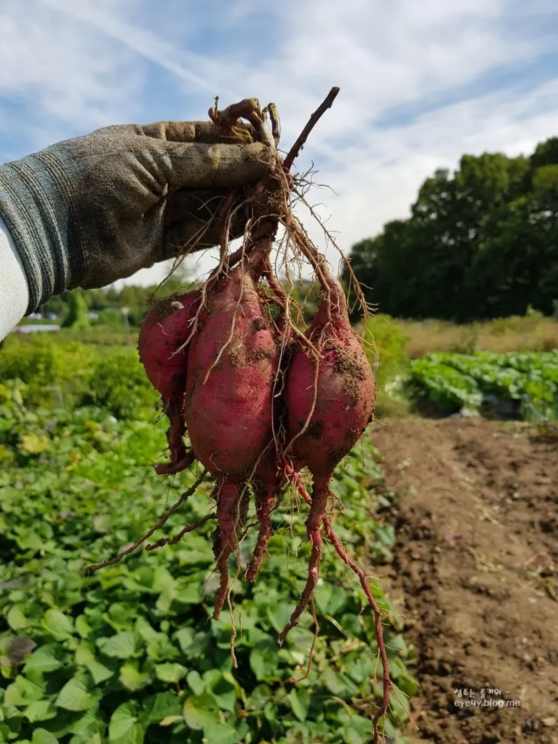 중부지방 고구마 수확시기 핵심 체크_8