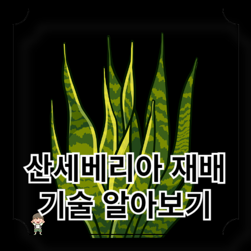 산세베리아 기르기