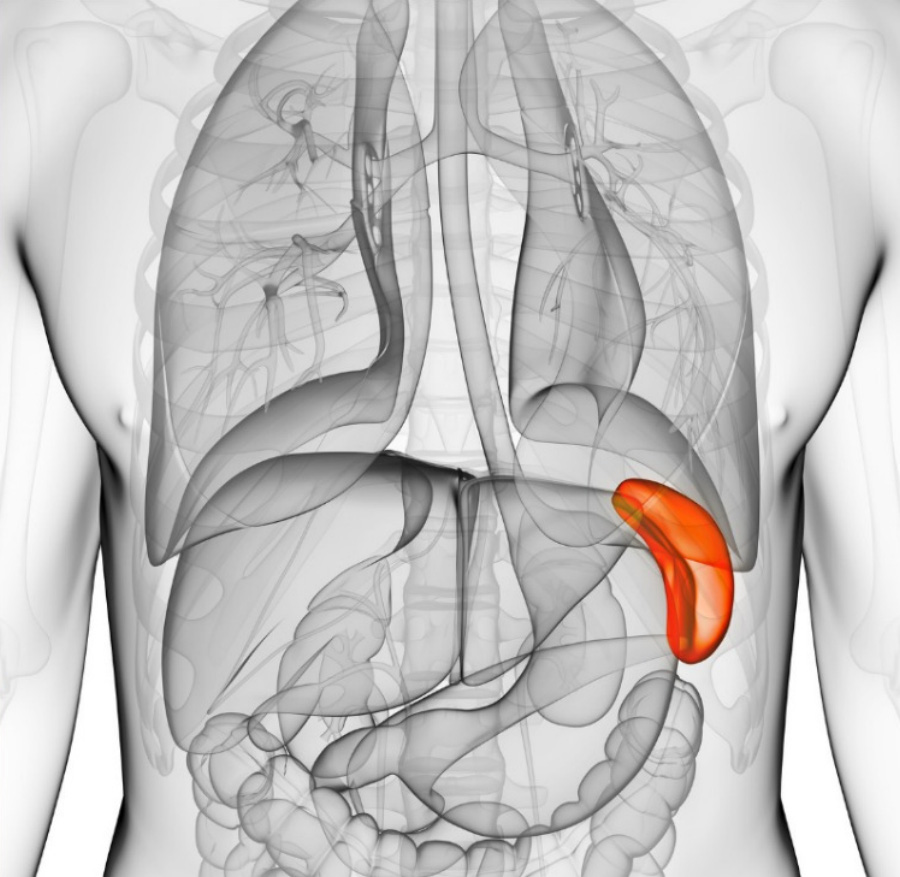 인체의 오장육부 중에 비장의 위치와 크기를 붉게 표시를 한 이미지 사진