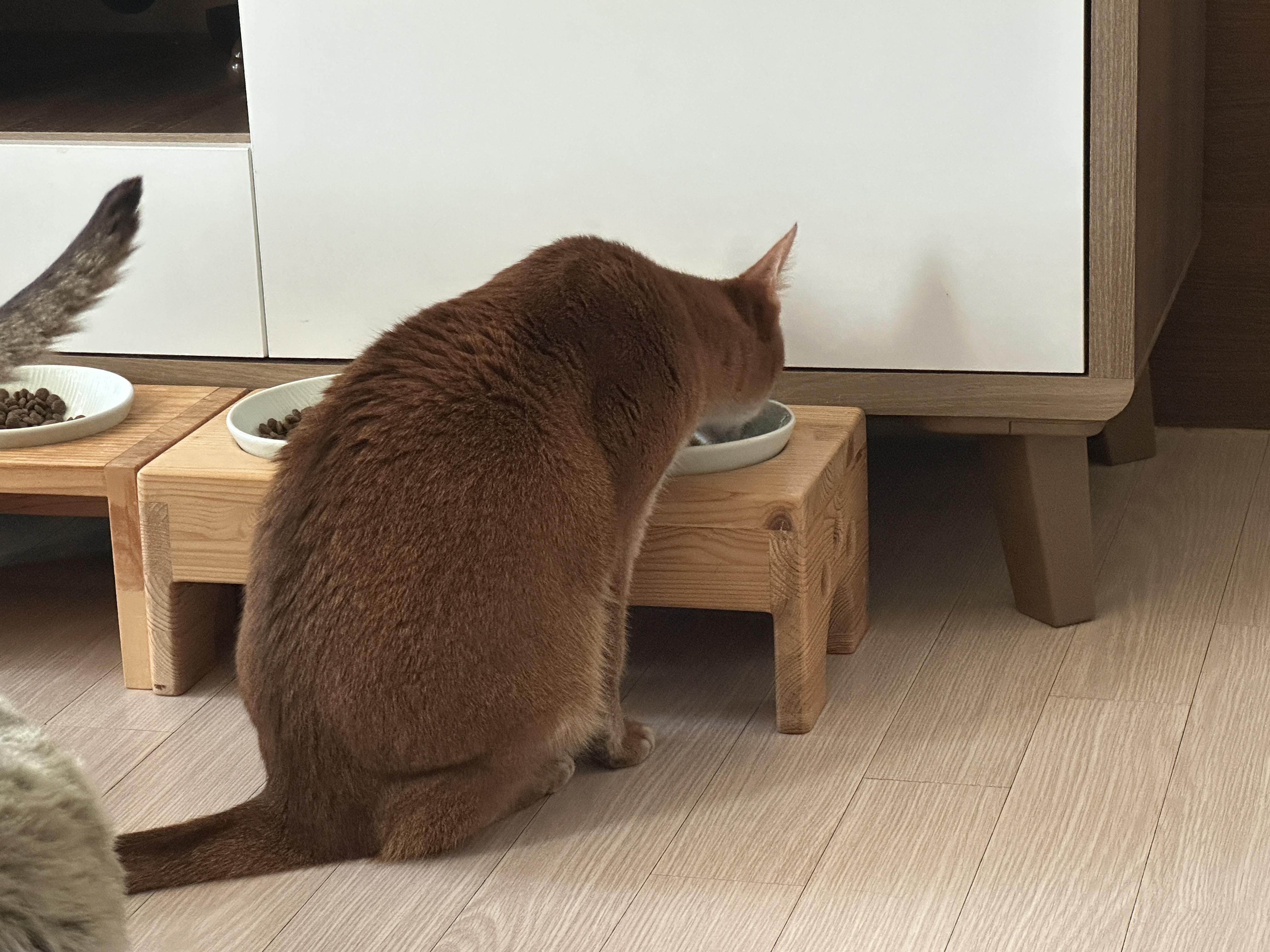 결국_몇알_먹은_루나