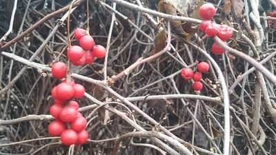 오미자차효능베스트7