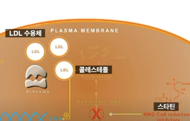 스타틴의 치료 원리