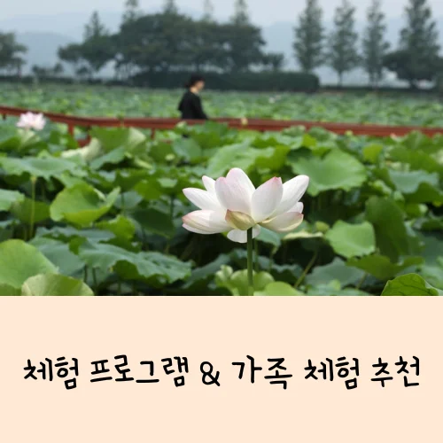 무안연꽃축제