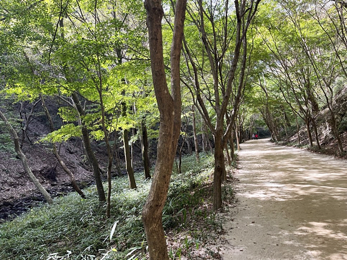 강천산 군립공원의 맨발걷기