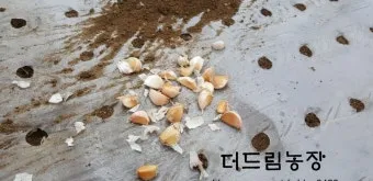 마늘 심는 시기 품종선택 비닐멀칭 웃거름 녹병 예방법_13
