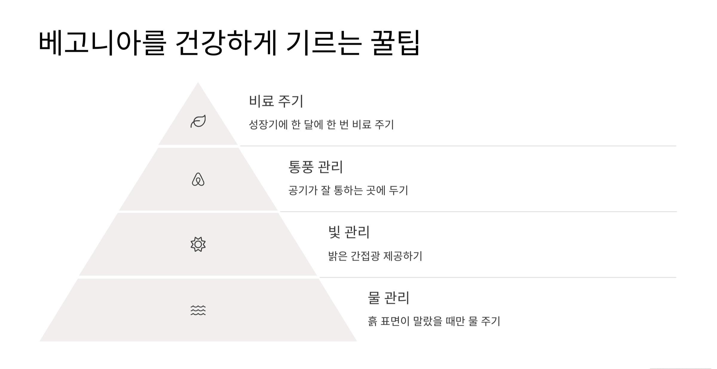 베고니아 꽃 사진