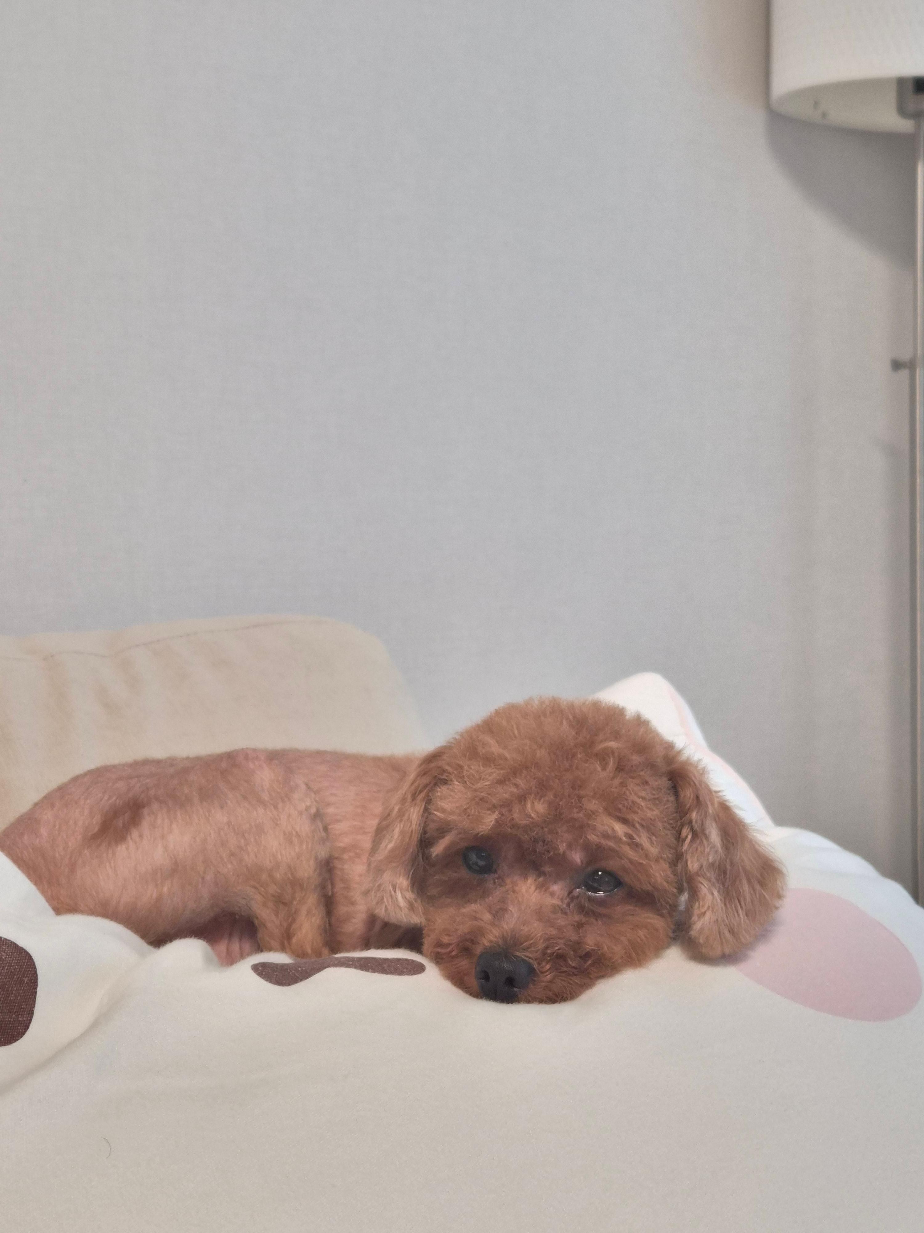 강아지 짖음 멈추게 하는 훈련법