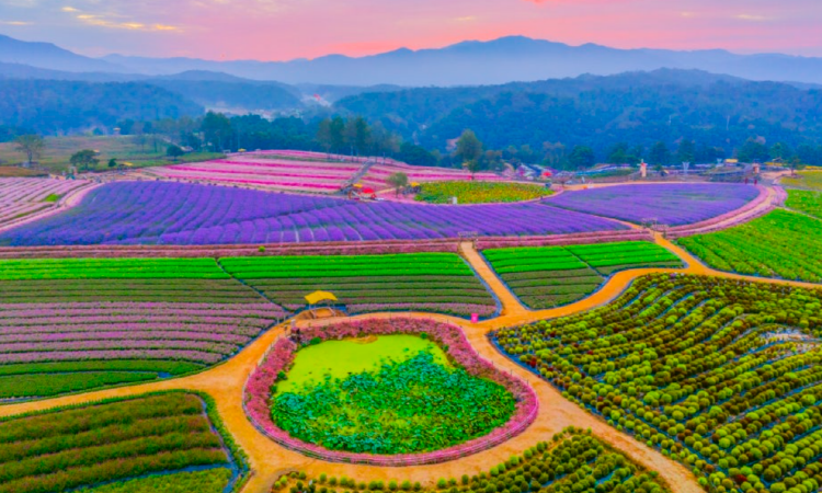 철원 고석정 꽃밭축제
