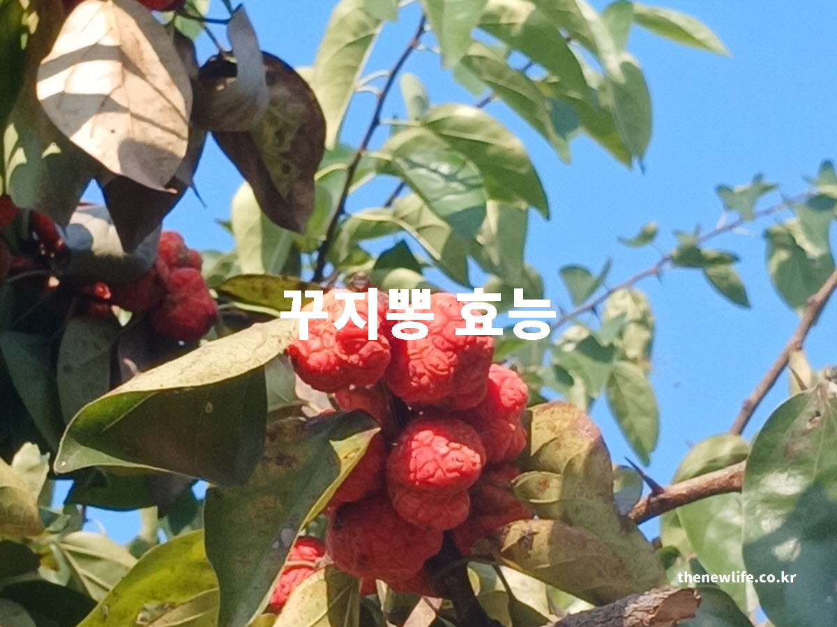 꾸지뽕 효능 대표 실사진