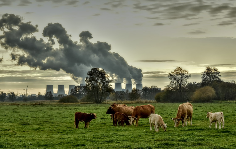 환경 친화적 단백질 생산: 대체 단백질이 기후 변화에 미치는 영향