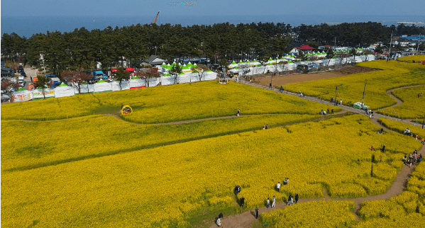 삼척 맹방유채꽃축제 배경