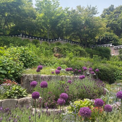 화담숲-보라수국들