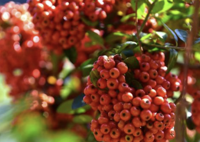 오미자 효능 부작용 먹는법 오미자차 만드는 방법 오미자청 총정리