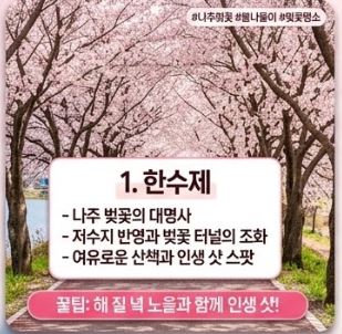 나주 벚꽃