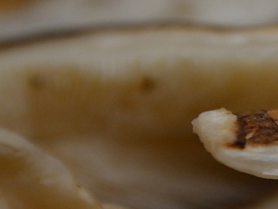 표고버섯 효능 사진31