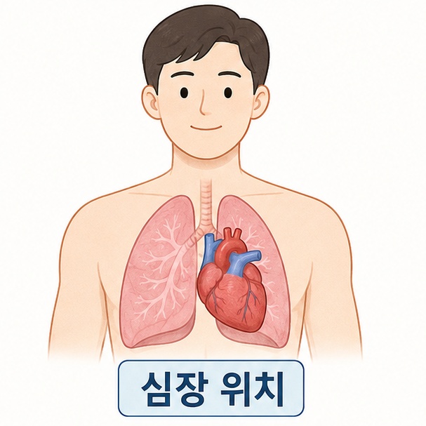 사람의 상반신에서 심장이 좌우 폐 사이의 가슴 중앙에서 약간 왼쪽에 위치하는 모습을 보여주는 그림