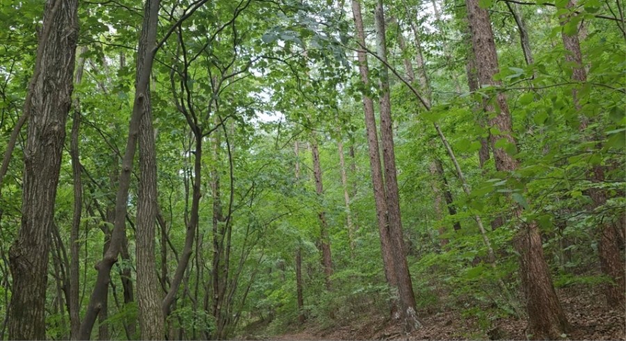 산음 자연휴양림