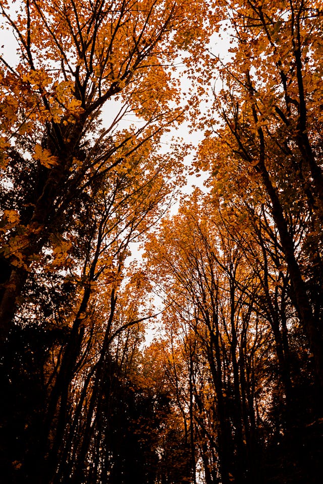 단풍 사진 스팟 모음|올가을 인생샷 남기기 좋은 곳