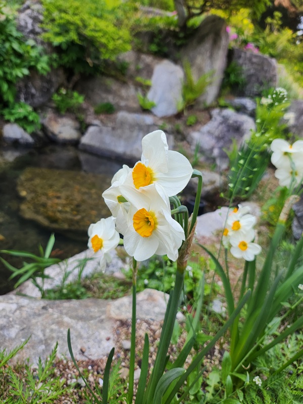아침고요수목원 입장료, 방문기