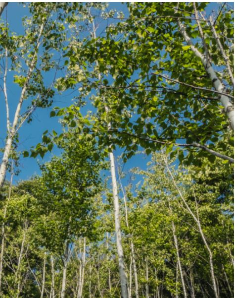 화담숲 공식홈페이지 사진 숲 전경