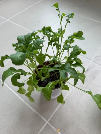 루콜라 재배 직파 심기 통풍 관리 초기 생육_30