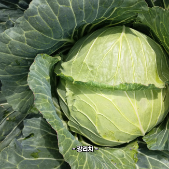 양배추 부작용