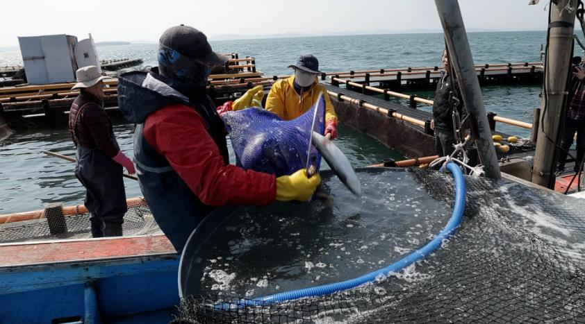 최초 바다양식에 성공한 고향민국 홍성 바다송어