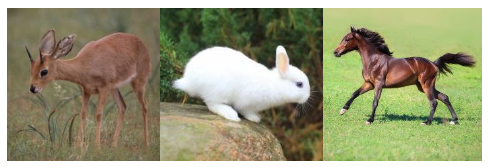 사슴-흰토끼-갈색말 사진