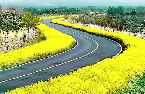 가시리 유채꽃길 이미지 사진