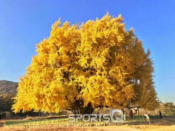 양평 용문사 은행나무
