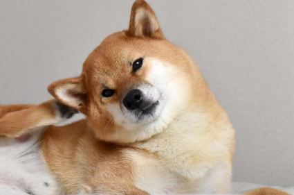 알레르기 시바견