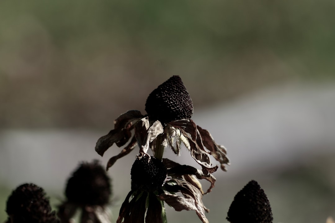 Blackcurrant